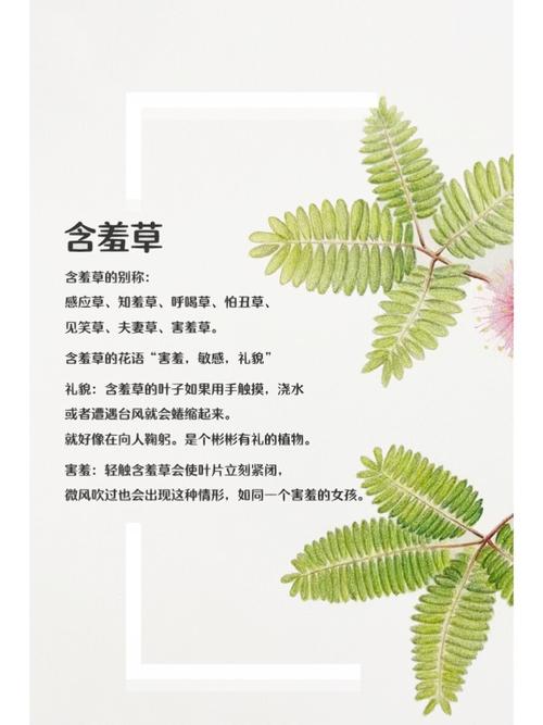 欧美成年女性在线观看 - 高清画质与成熟魅力影视推荐