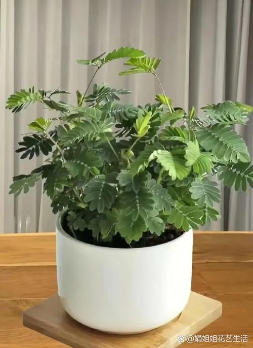 根据“狼友影院”生成SEO标题：**狼友影院最新热门电影在线观看，高清无广告畅享影音体验，2025年大片抢先看**（长尾关键词：狼友影院在线观看、高清无广告影院、2025热门电影抢先看）